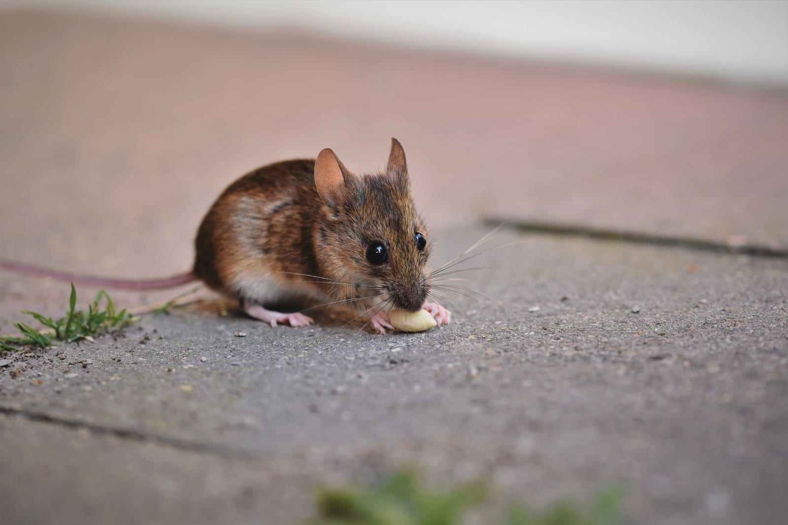 Control de Ratas y Ratones